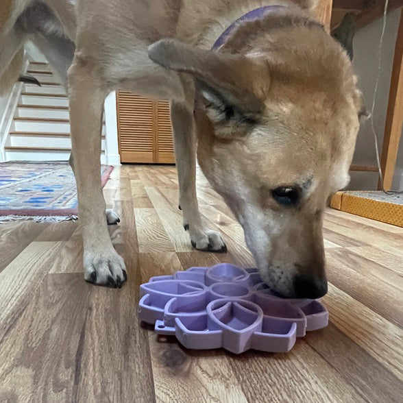 Mandala Softie eTray Shallow Slow Feeder Dog Bowl with Suction Cups | USA Made by SodaPup/True Dogs, LLC