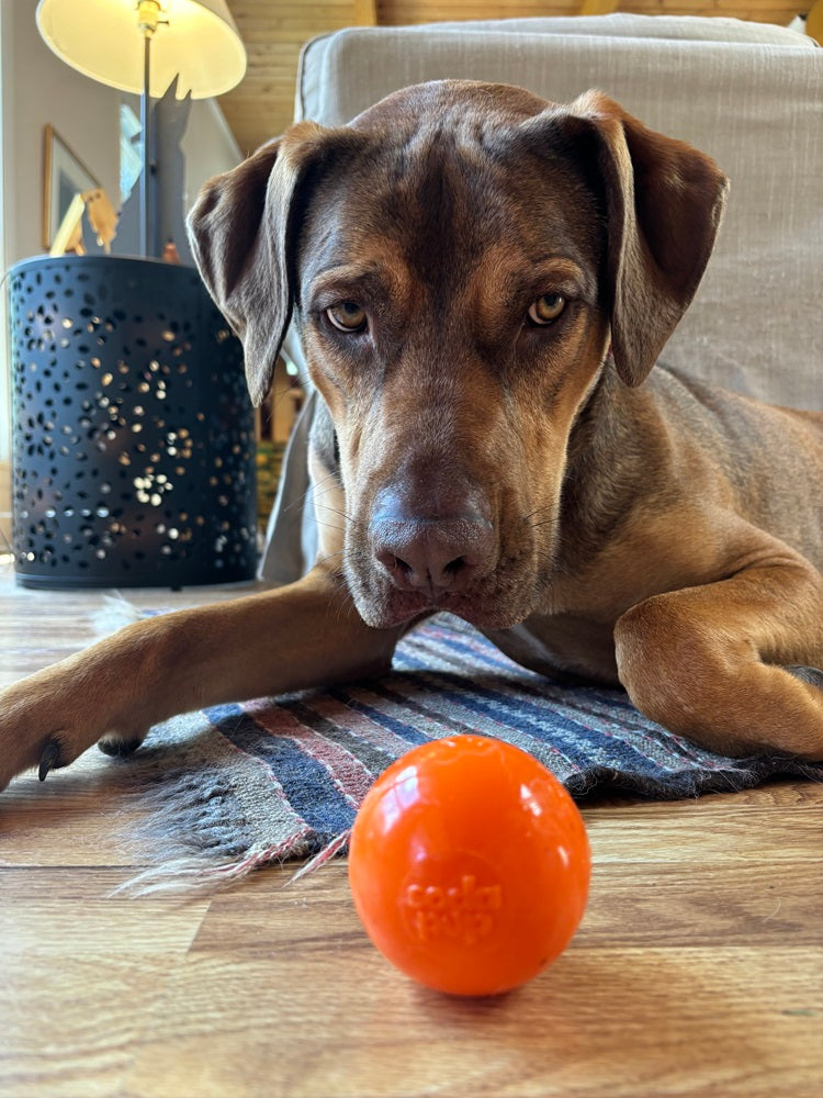 Squeak Ball - Durable Squeaky Dog Toy, Floats, Chew Toy | USA Made by SodaPup/True Dogs, LLC