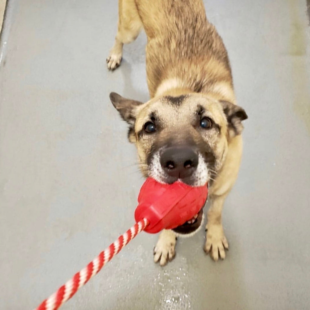 USA-K9 Grenade Rubber Dog Chew Toy | K9 Handler Reward Toy | Blue | USA Made by SodaPup/True Dogs, LLC