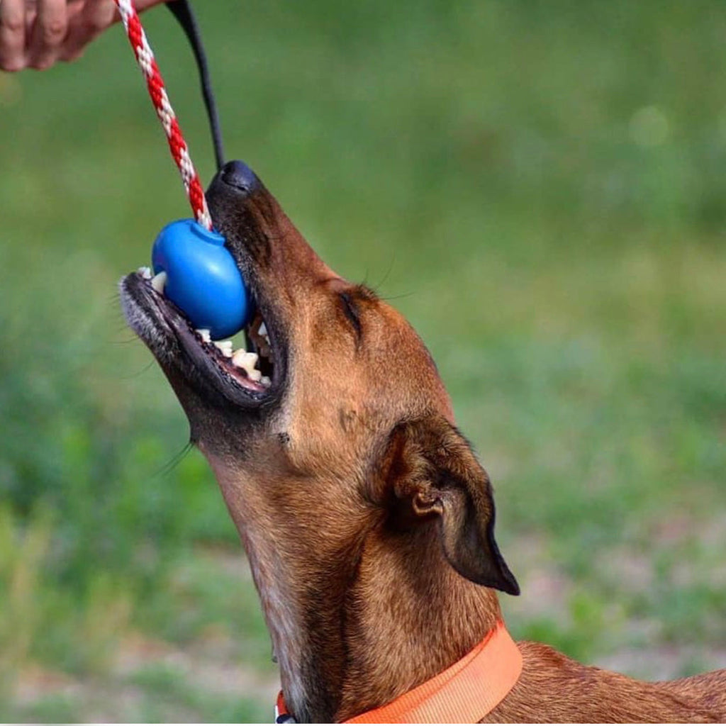 USA-K9 Cherry Bomb Rubber Dog Chew Toy | K9 Handler Reward Toy | Blue | USA Made by SodaPup/True Dogs, LLC