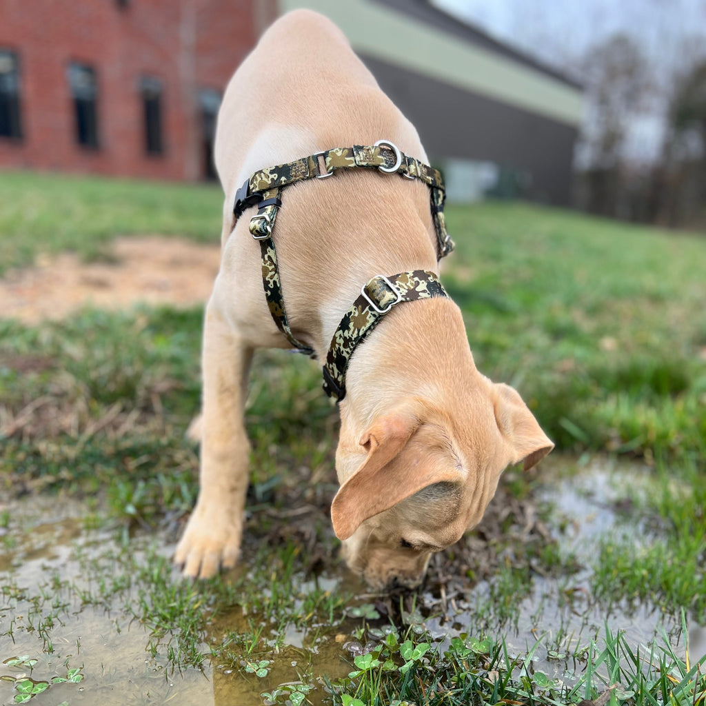 Archie Loves Mud Dog Collar – EarthStyle by 2 Hounds Design