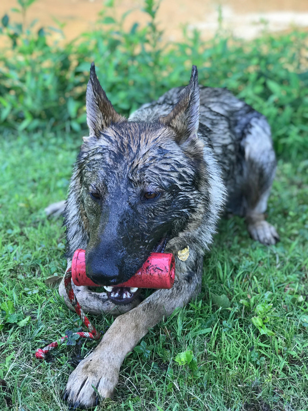 USA-K9 Firecracker Floating Training Dummy | K9 Handler Reward Toy | Red | USA Made by SodaPup/True Dogs, LLC