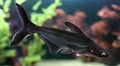 Iridescent Shark by Danaqua Live Fish & More