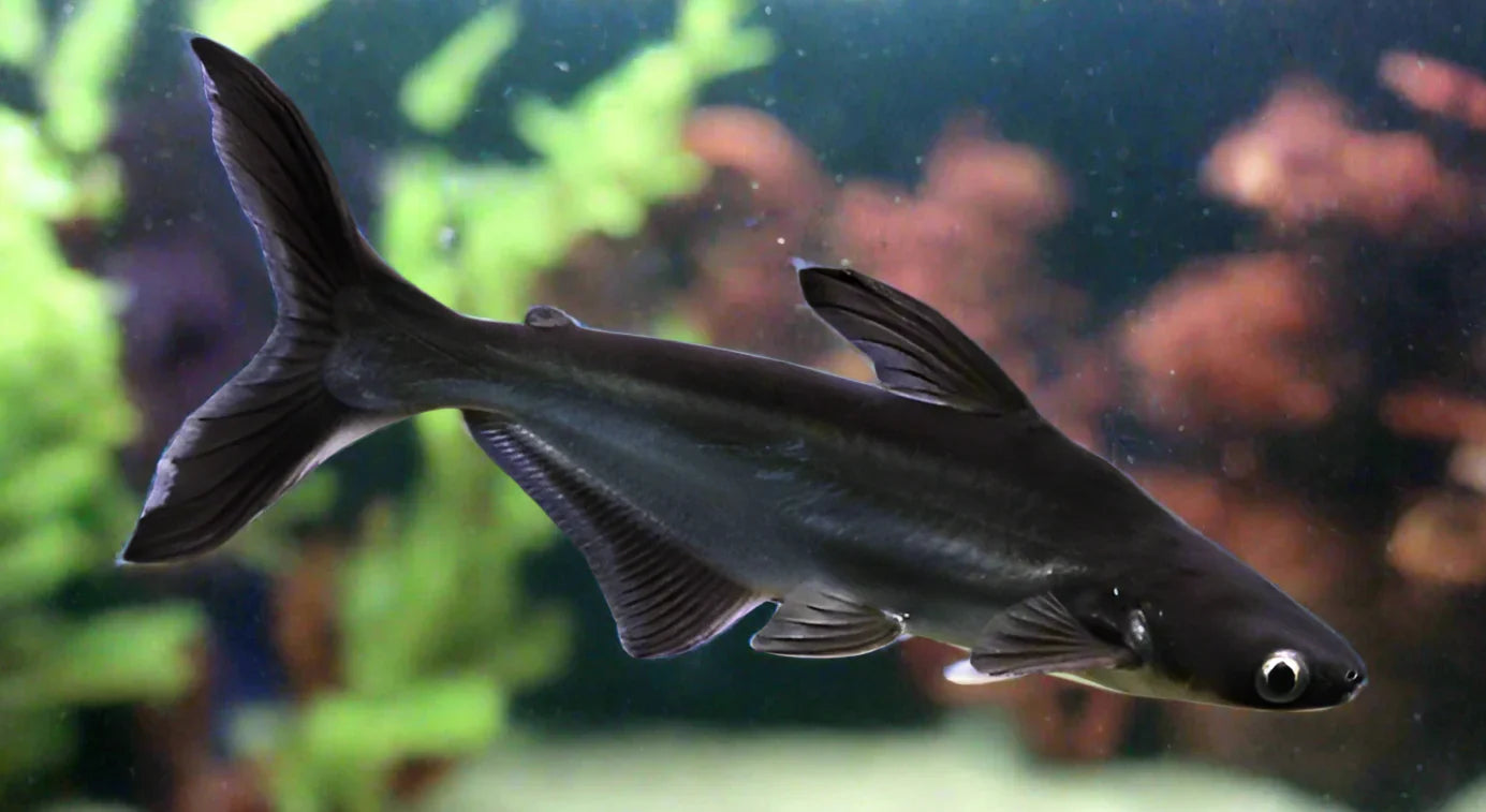 Iridescent Shark by Danaqua Live Fish & More