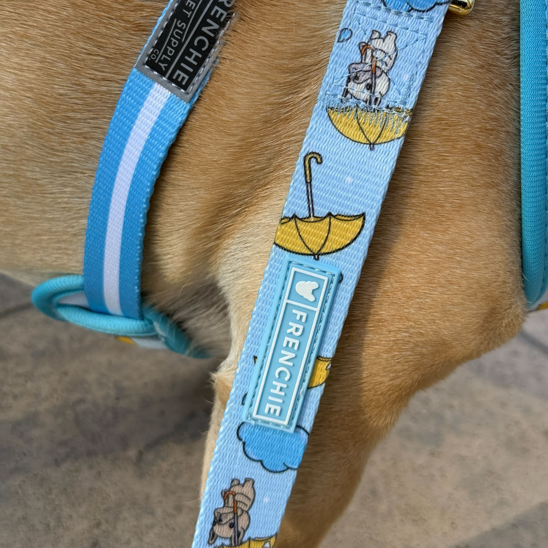Frenchie Comfort Leash - It's Raining Frenchies by Frenchie Bulldog