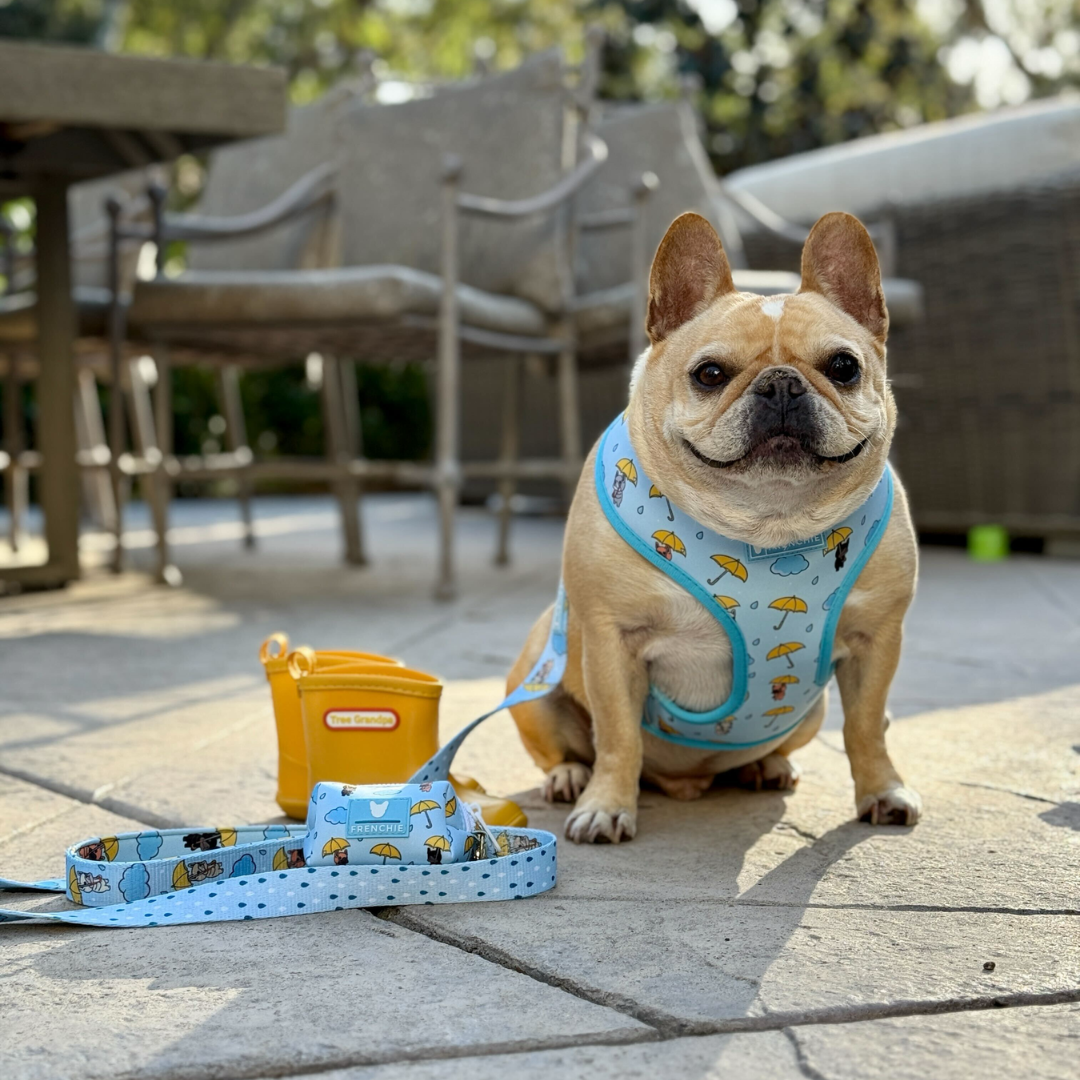 Frenchie Comfort Leash - It's Raining Frenchies by Frenchie Bulldog