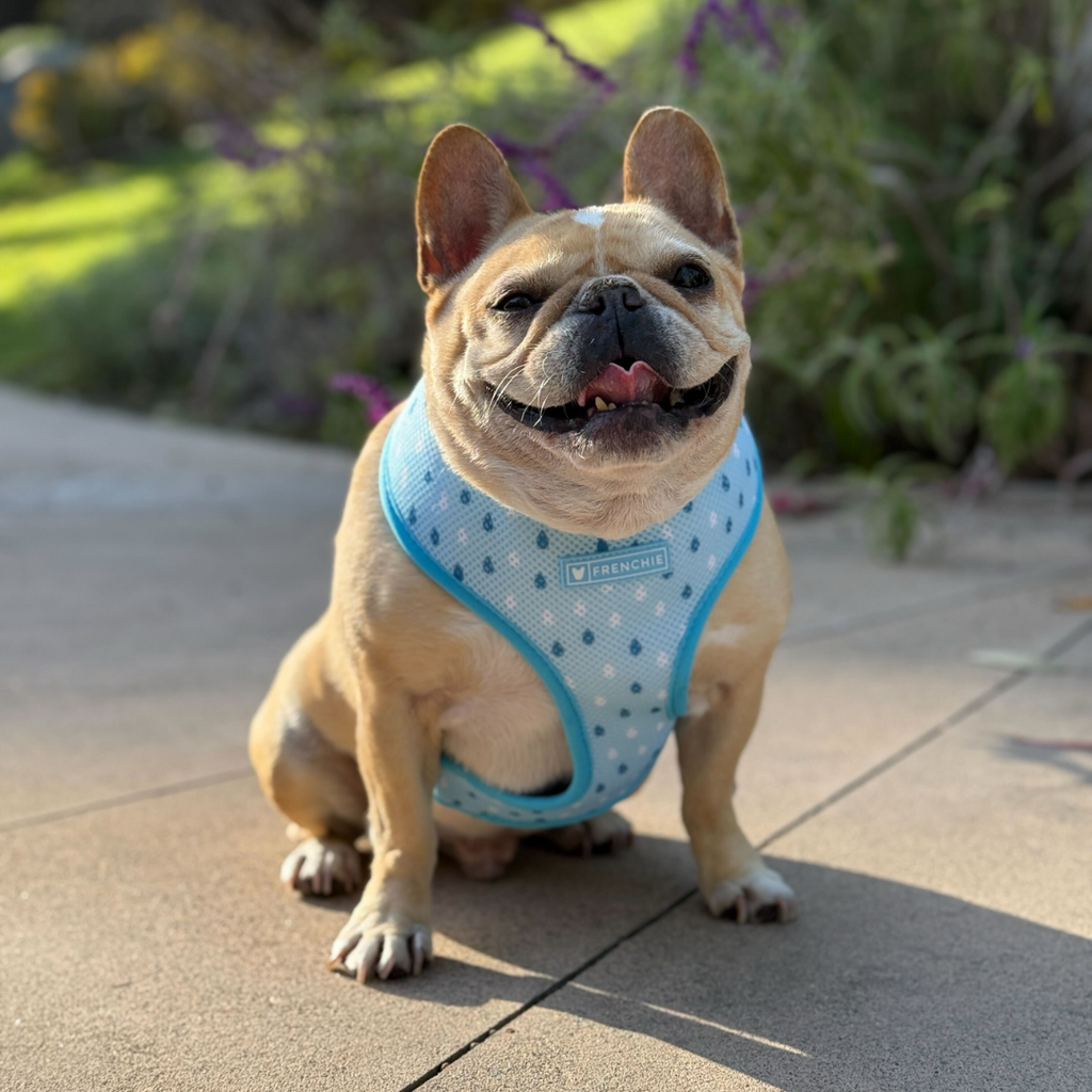 Frenchie Duo Reversible Harness - It's Raining Frenchies by Frenchie Bulldog