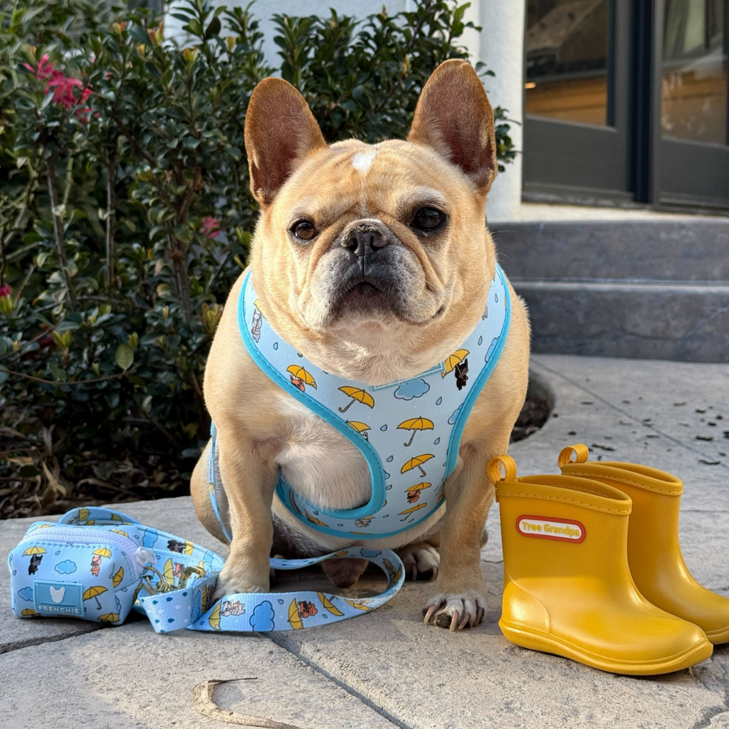 Frenchie Duo Reversible Harness - It's Raining Frenchies by Frenchie Bulldog