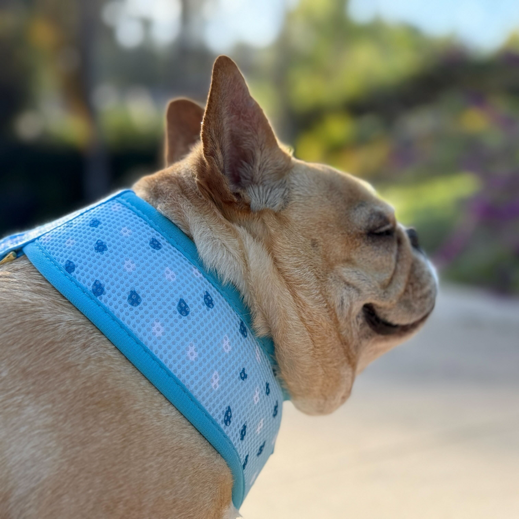 Frenchie Duo Reversible Harness - It's Raining Frenchies by Frenchie Bulldog