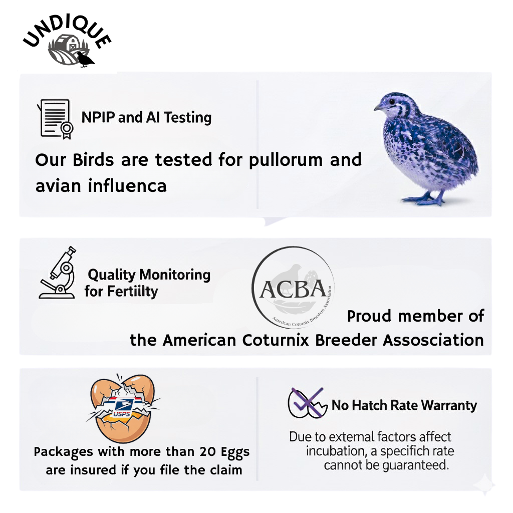 36 Quail Eggs for Hatching - Fertile Coturnix Selection Hens Choice, AI & NPIP Certified, Sustainably Sourced from Family-Run Farms, Farm Fresh Delivery with Minimal Breakage by Quailz.com by Undique LLC