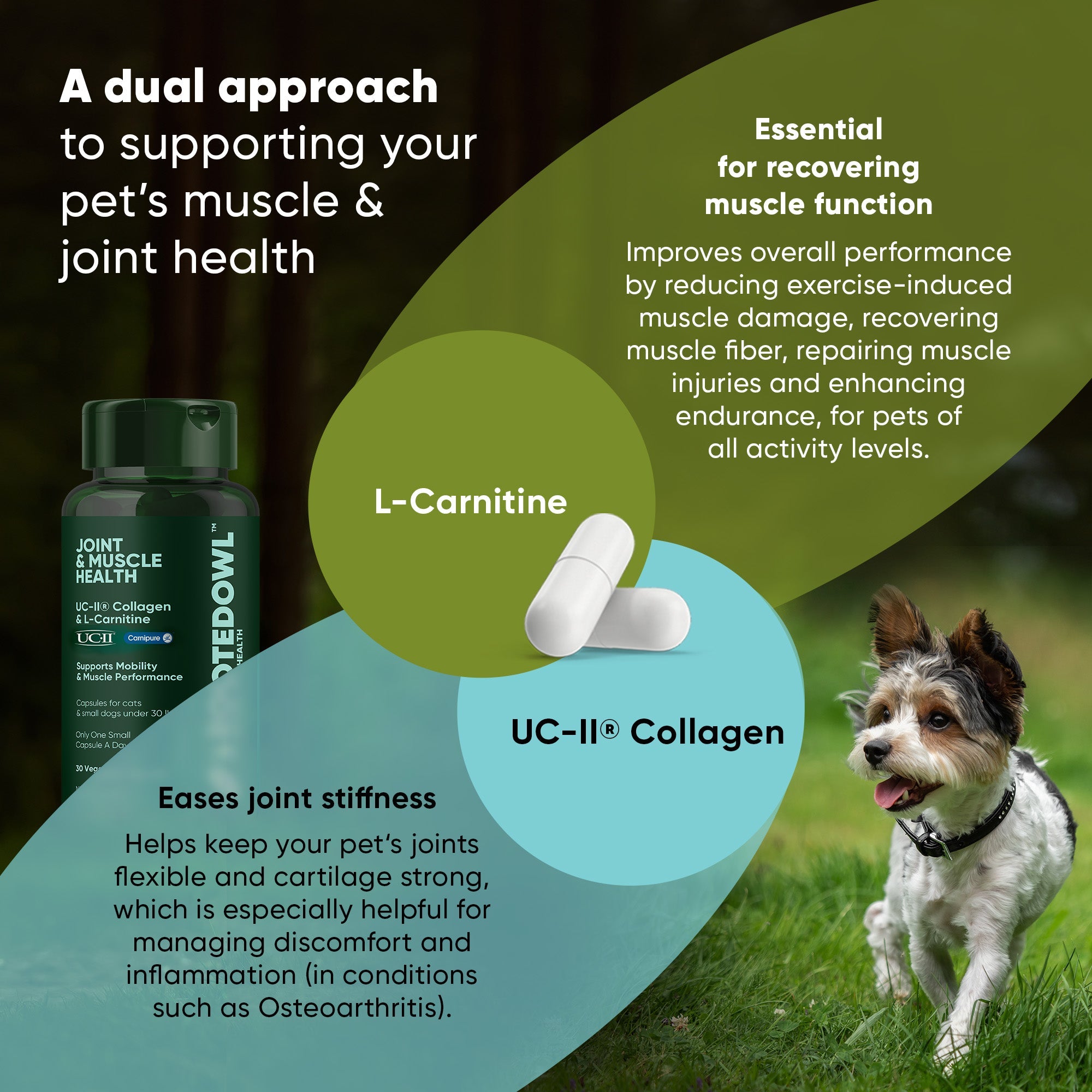 Joint & Muscle Health (Medium & Large Dogs) by Rooted Owl Pet Supplements