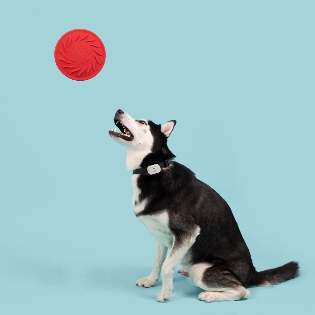 Jolly Tuff Flyer by Jolly Pets