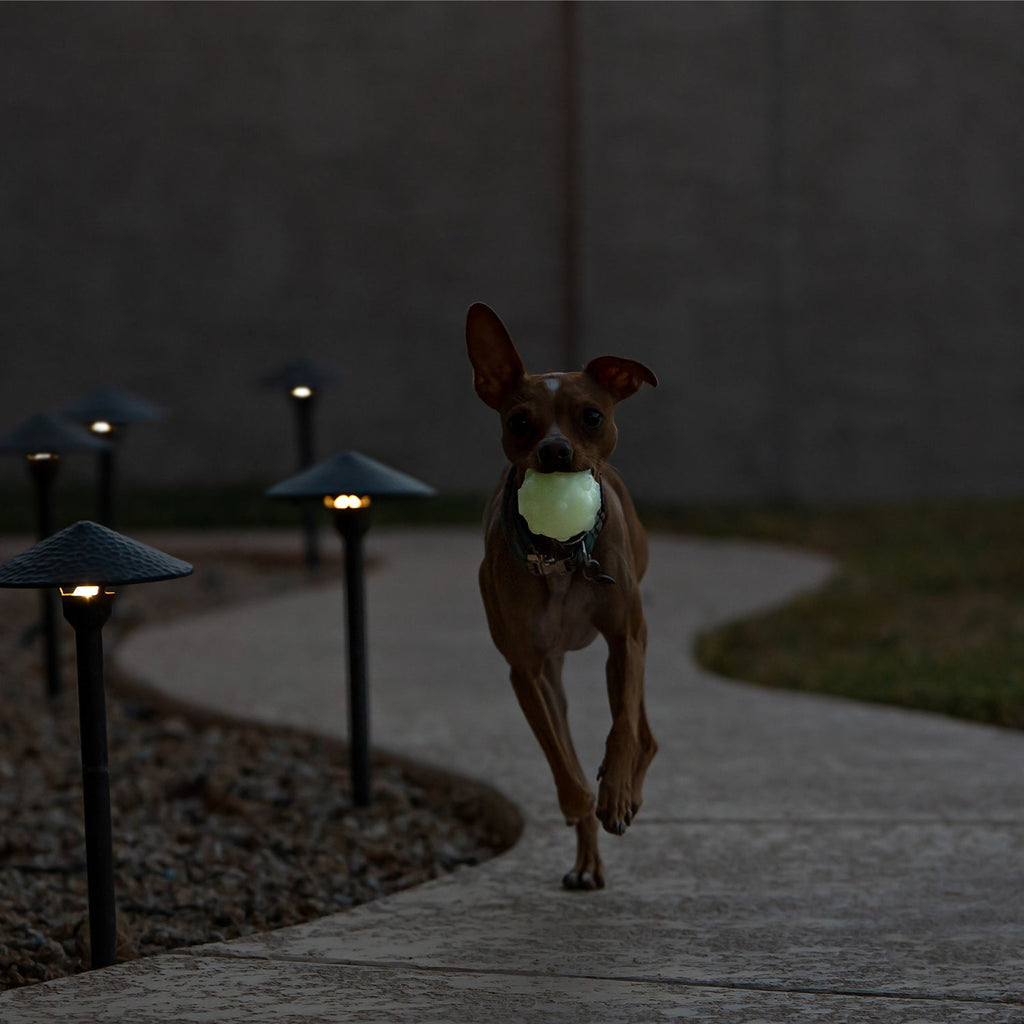 Jolly Jumper by Jolly Pets