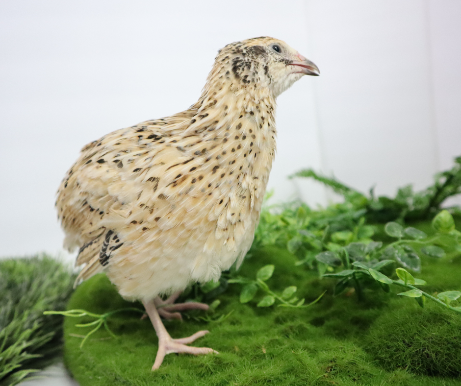 Fertile Hatching Mixed Jumbo Pharaoh Coturnix,Jumbo Italian, White,Brown Quail Hatching Eggs- Coturnix Quail Eggs for Sustainable Farming Hens Choice by Quailz.com by Undique LLC