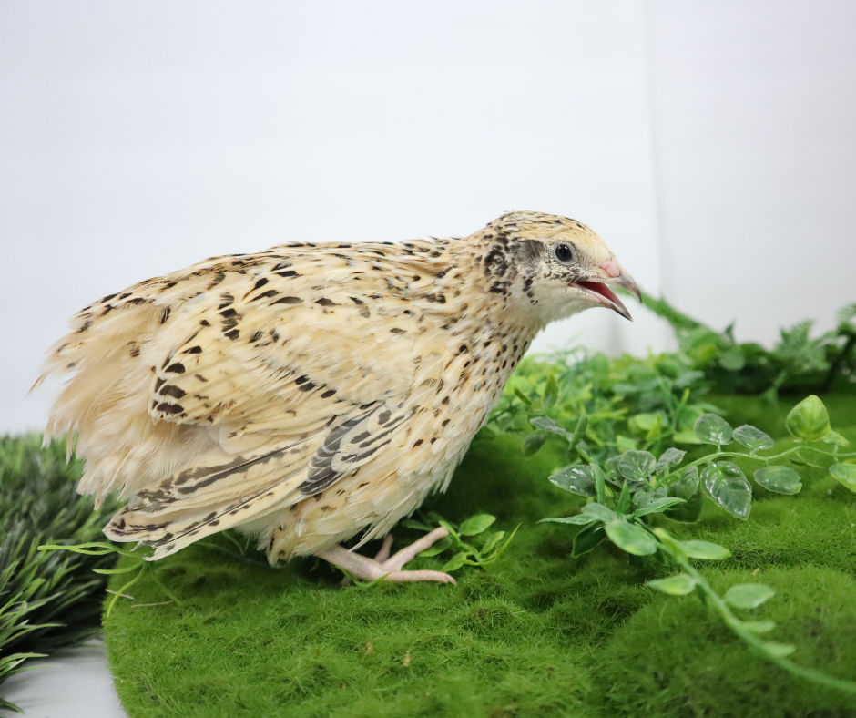 Fertile Hatching Mixed Jumbo Pharaoh Coturnix,Jumbo Italian, White,Brown Quail Hatching Eggs- Coturnix Quail Eggs for Sustainable Farming Hens Choice by Quailz.com by Undique LLC