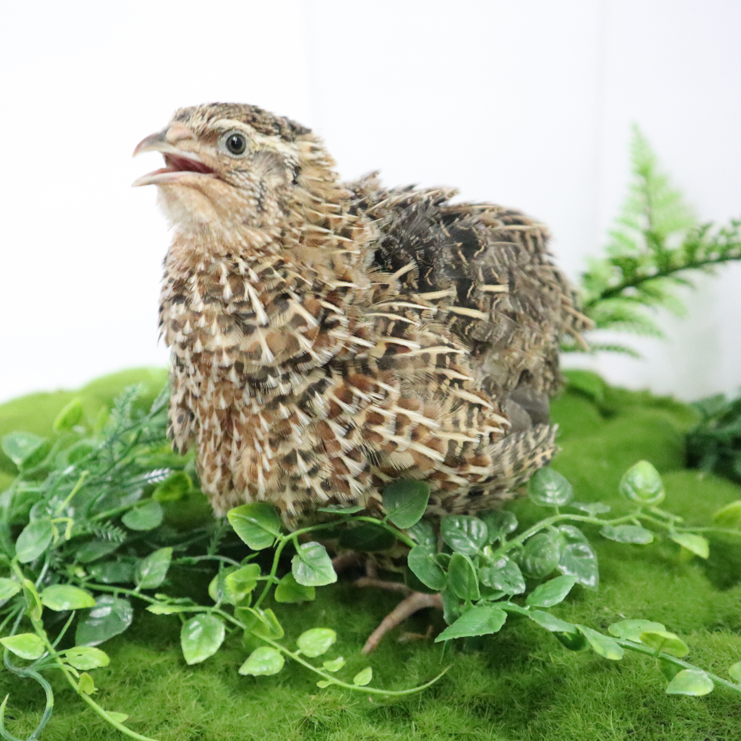 Jumbo Coturnix Quail Eggs Brown/Wild type for Hatching, Fertile Quail Eggs from Quality Monitored Flocks Birds Reach Jumbo Size Within 10 Weeks by Quailz.com by Undique LLC