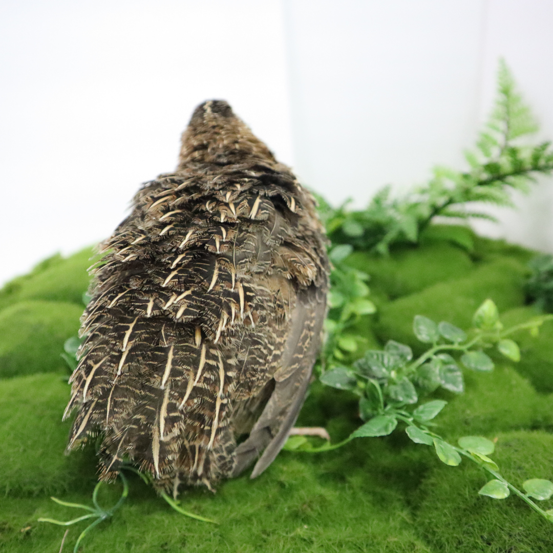 Jumbo Coturnix Quail Eggs Brown/Wild type for Hatching, Fertile Quail Eggs from Quality Monitored Flocks Birds Reach Jumbo Size Within 10 Weeks by Quailz.com by Undique LLC