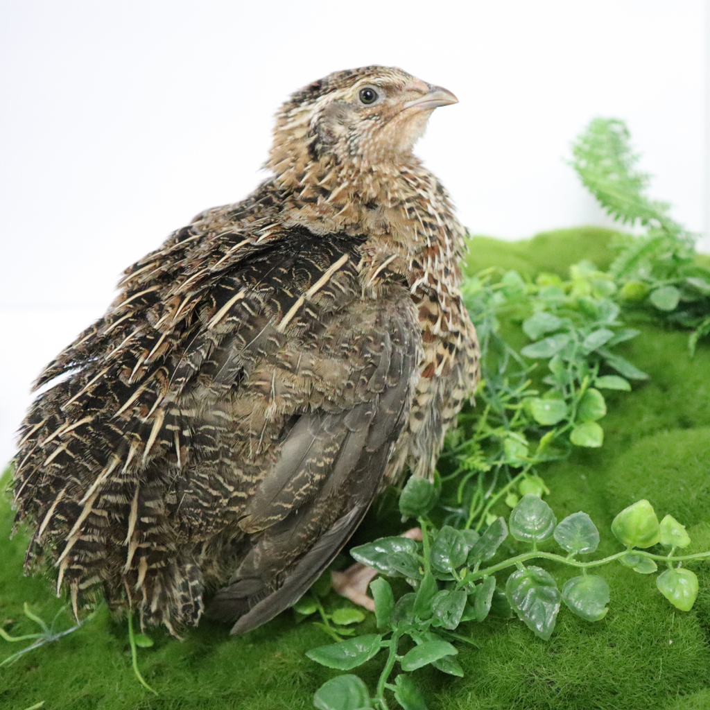 Fertile Hatching Mixed Jumbo Pharaoh Coturnix,Jumbo Italian, White,Brown Quail Hatching Eggs- Coturnix Quail Eggs for Sustainable Farming Hens Choice by Quailz.com by Undique LLC