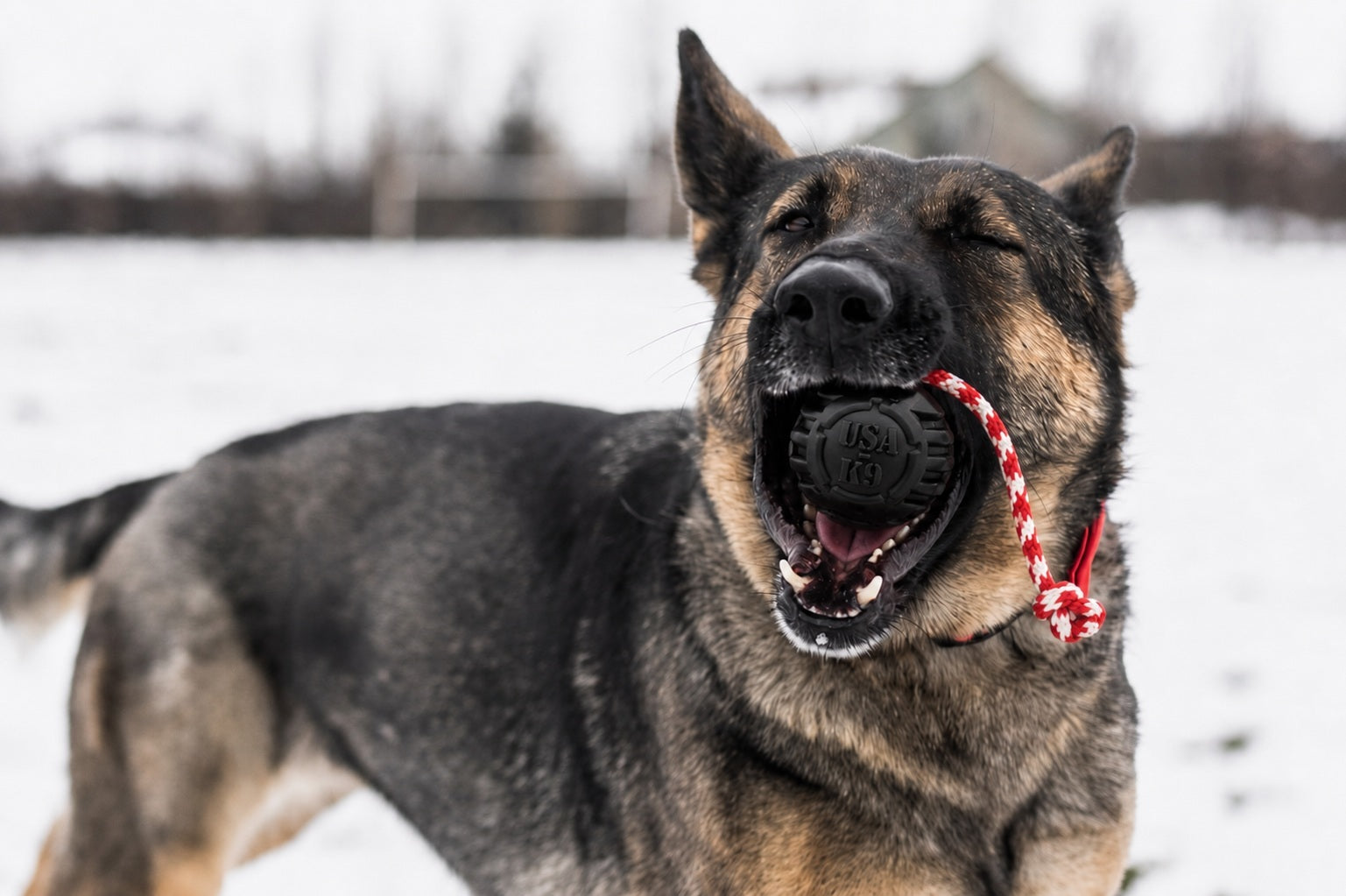 USA-K9 Magnum Stars and Stripes Rubber Dog Toy | K9 Handler Reward Toy | USA Made by SodaPup/True Dogs, LLC