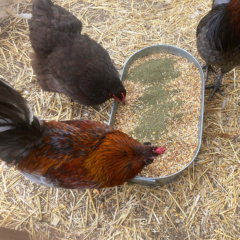 North Atlantic Kelp For Extra Vitamins, Minerals, & Amino Acids For Pet Chickens & Ducks by Dahlia Pets
