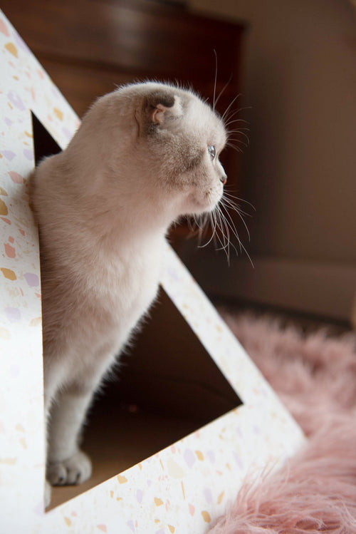 Terrazzo Cardboard Cat Pyramid by KittyKardboard