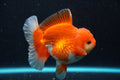 Thai Oranda goldfish 4" by Danaqua Live Fish & More