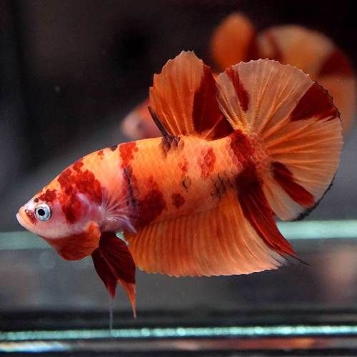 Betta Nemo (Male) by Danaqua Live Fish & More