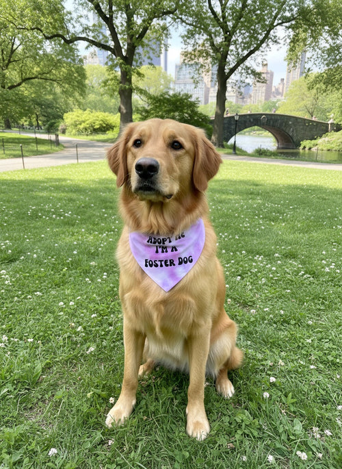 Adopt Me I'm A Foster Tie Dye Dog Bandana New Arrival by Happy Tails Outfitters