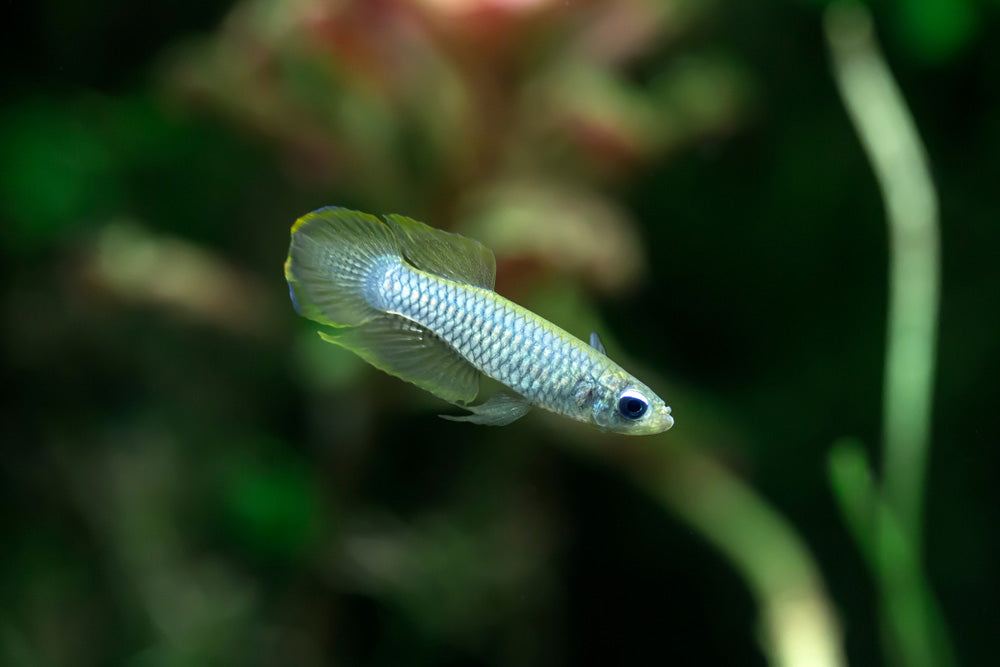 The Killie Lamp-Eye - Norman's Lampeye Killifish (Poropanchax normani) by Danaqua Live Fish & More