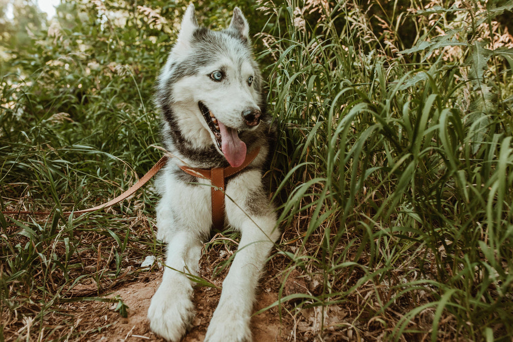 Step In Leather Dog Harness by Euro-Dog Collars and Leads