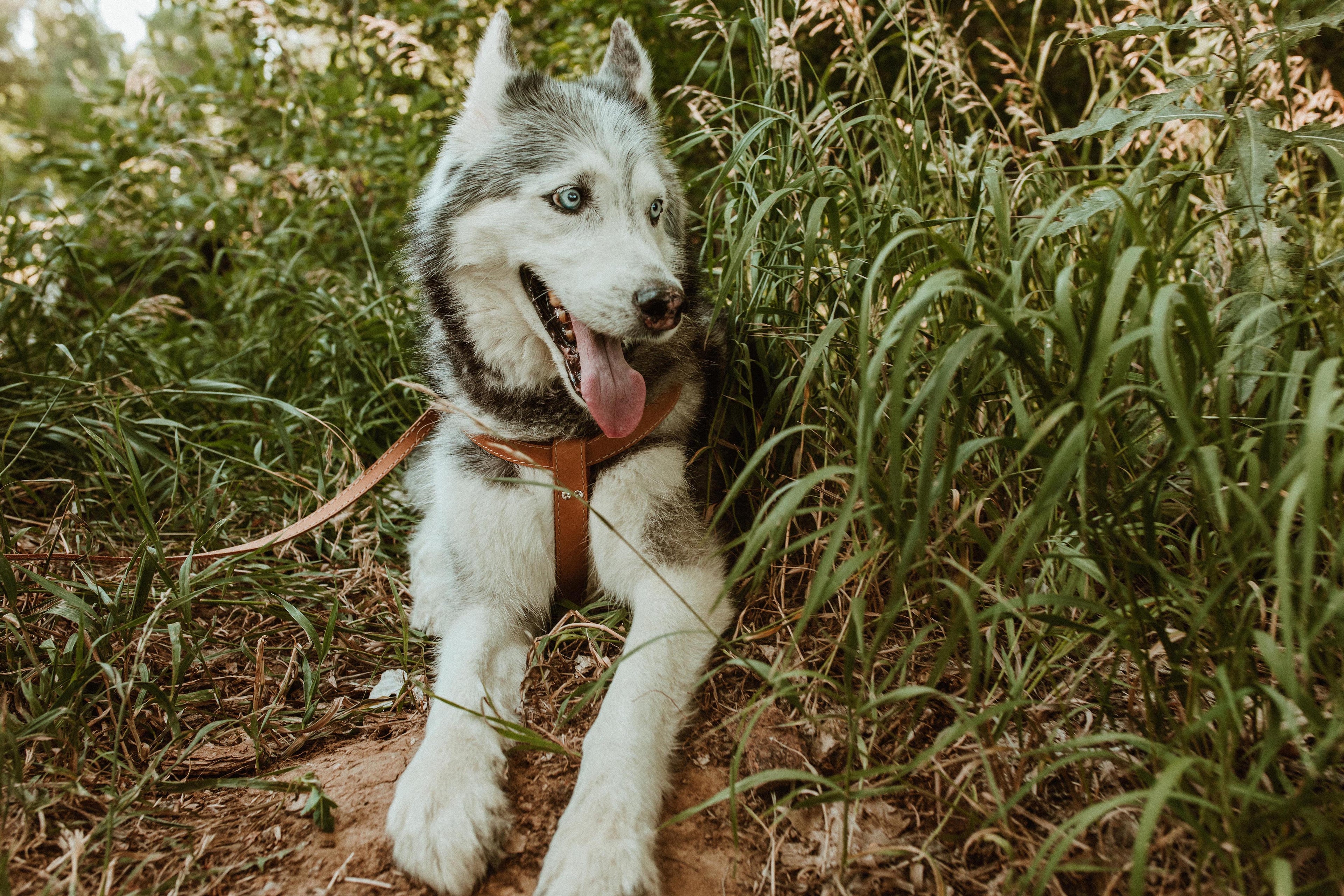 Step In Leather Dog Harness by Euro-Dog Collars and Leads