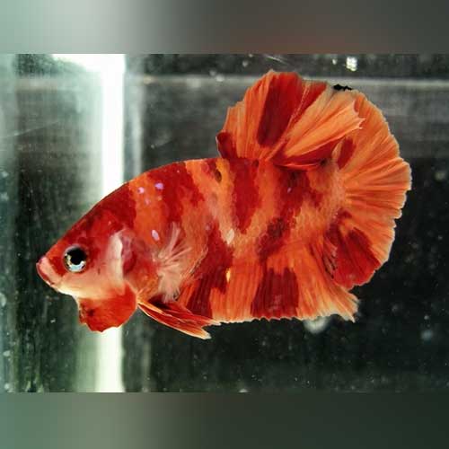 Betta Nemo (Male) by Danaqua Live Fish & More