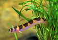 Kuhli Loach by Danaqua Live Fish & More