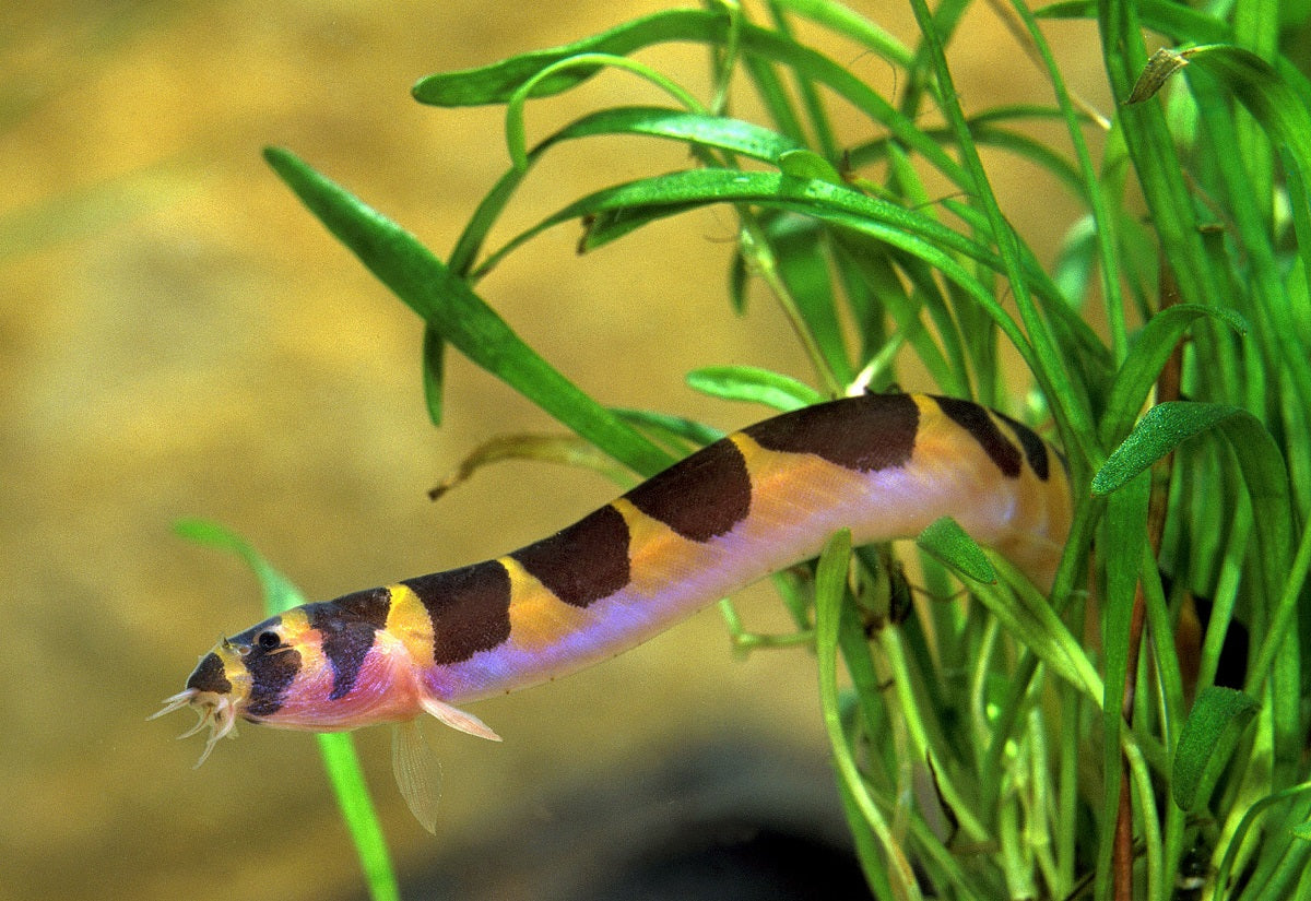 Kuhli Loach by Danaqua Live Fish & More