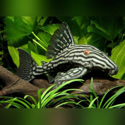 Royal Pleco by Danaqua Live Fish & More
