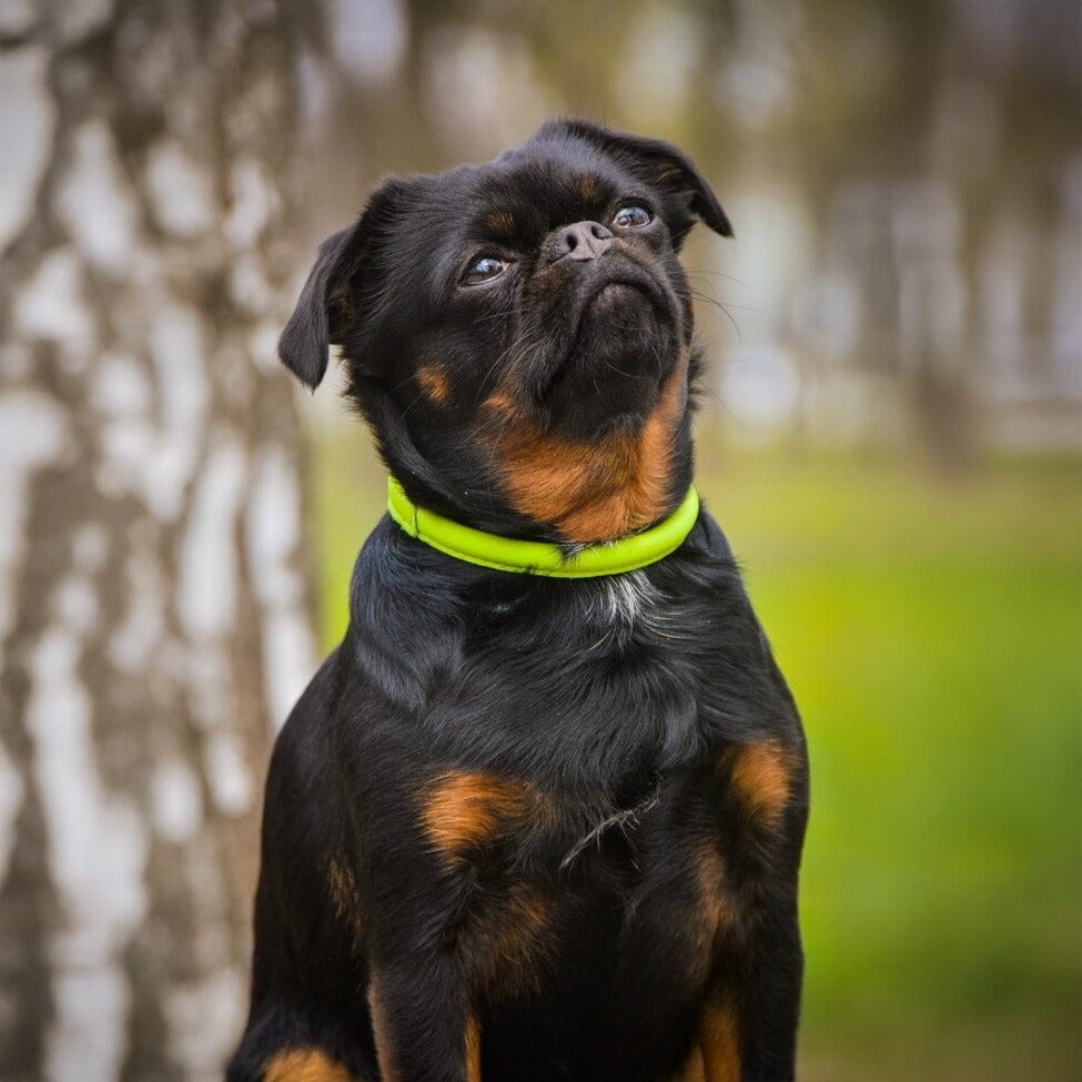Soft Leather Round Dog Collar by Dogline