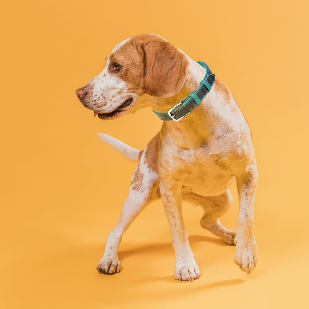 Soft Leather Dual-Color Flat Dog Collar by Dogline