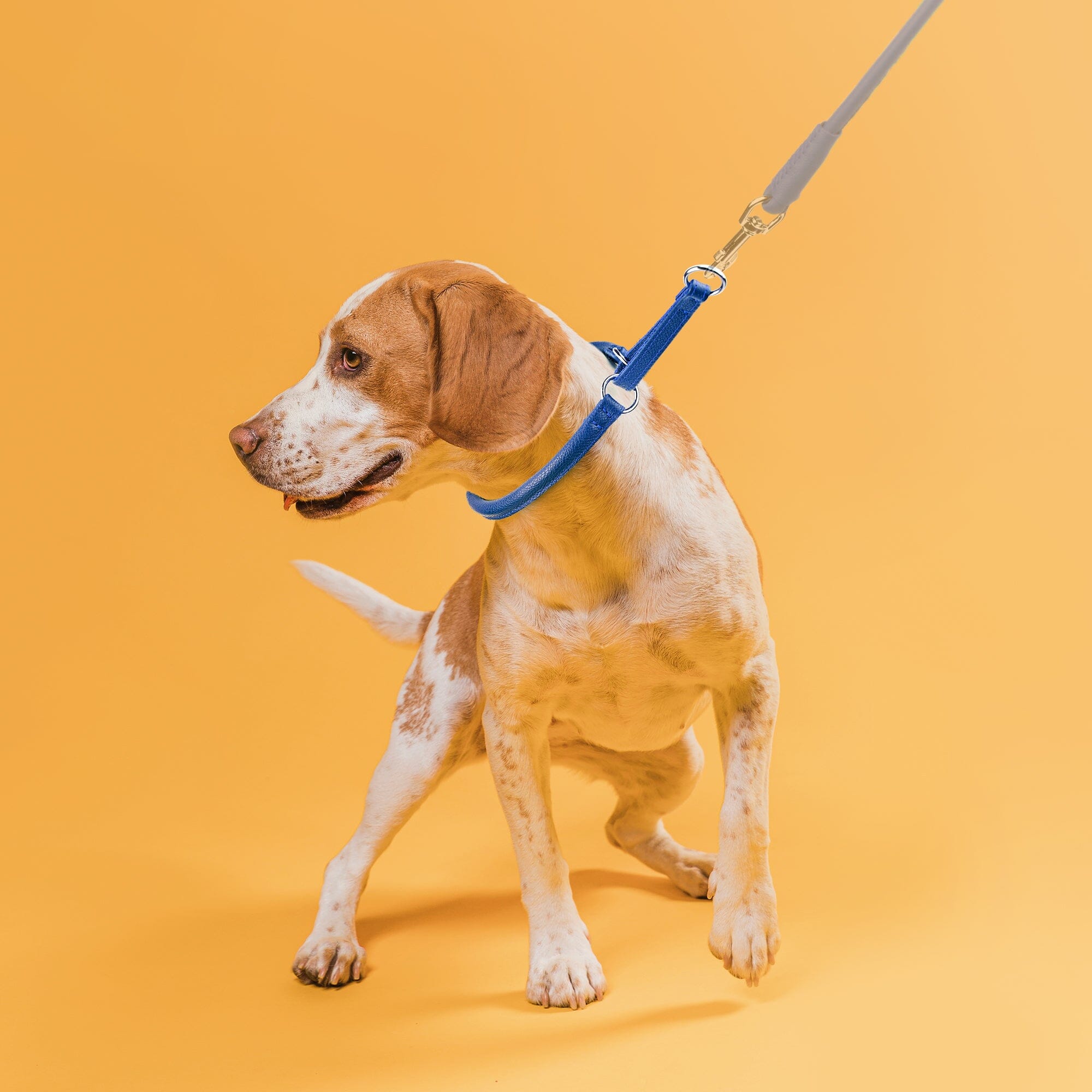 Soft Leather Round Martingale Collar by Dogline