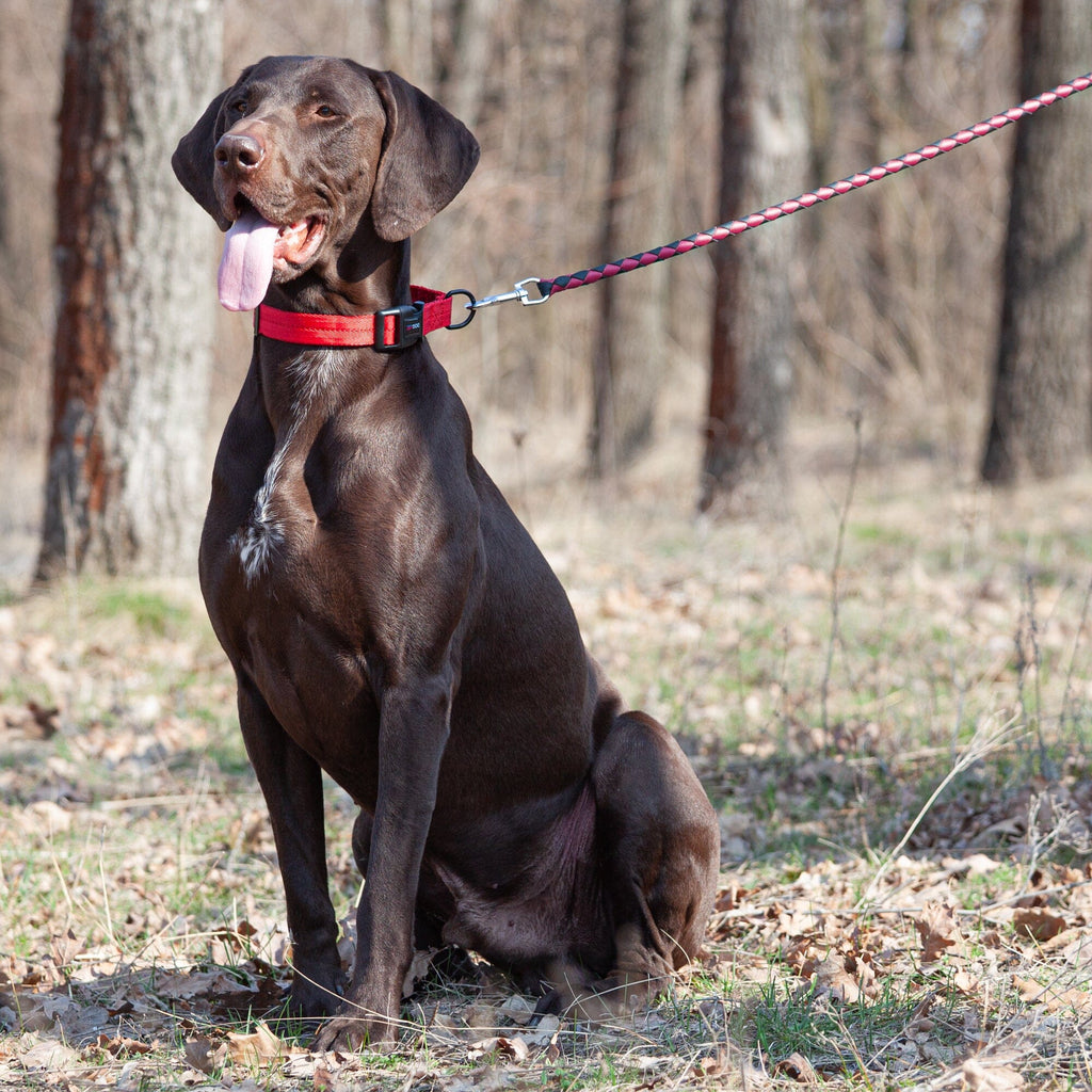 Soft Leather Dual-Color Braided Round Lead by Dogline