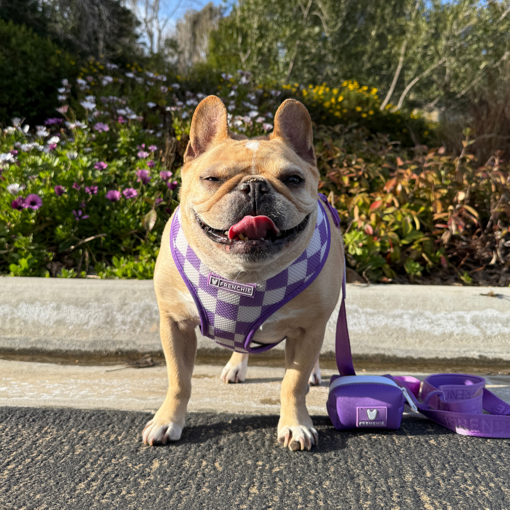 Frenchie Poo Bag Holder - Solid Purple by Frenchie Bulldog