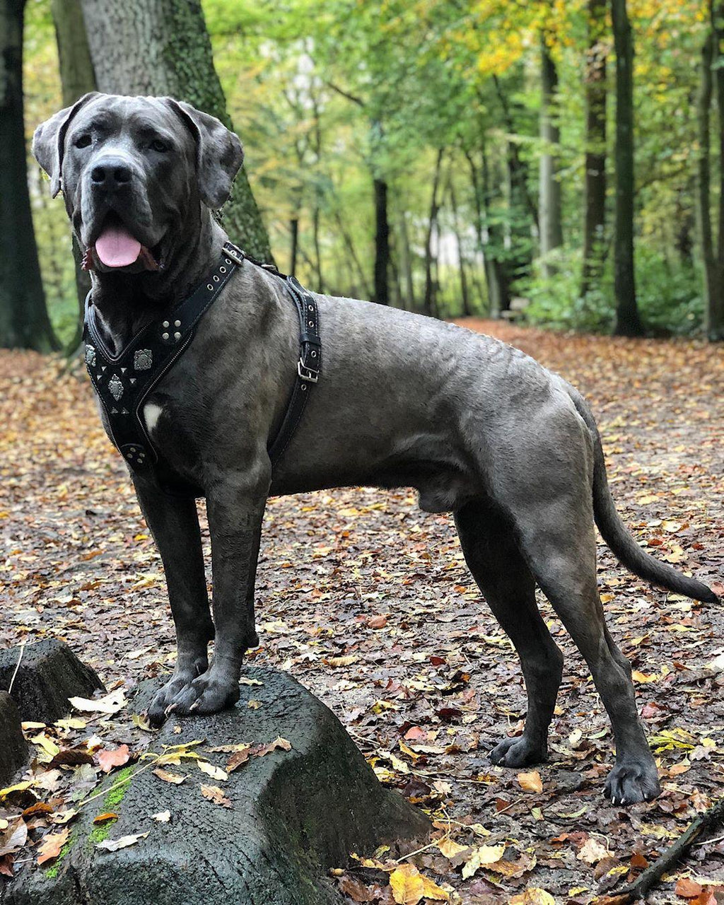 The "Aztec" BLACK harness by Bestia Dog Gear