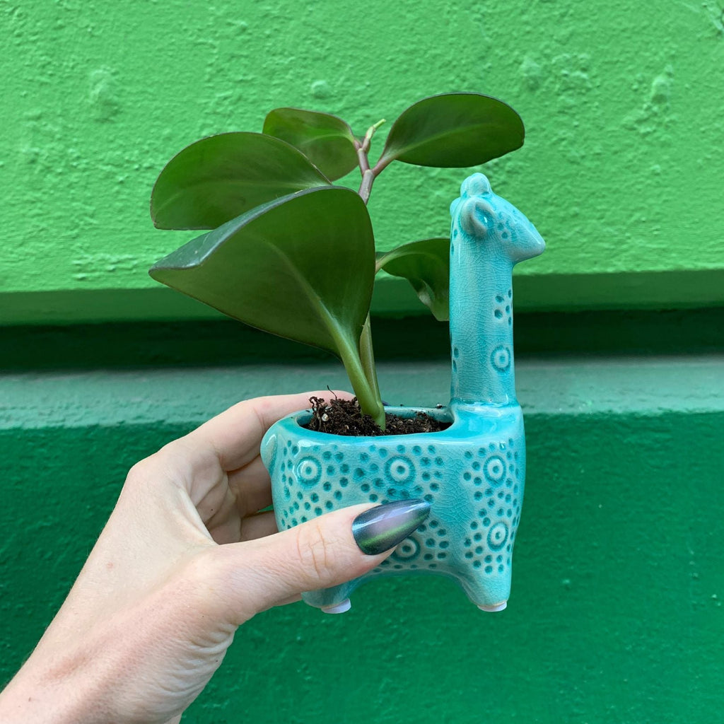 Lake Blue Giraffe Planter | Small Ceramic Succulents Pot | 6" Tall by The Bullish Store