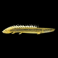 Polypterus bichir lapradei 8"-10" by Danaqua Live Fish & More
