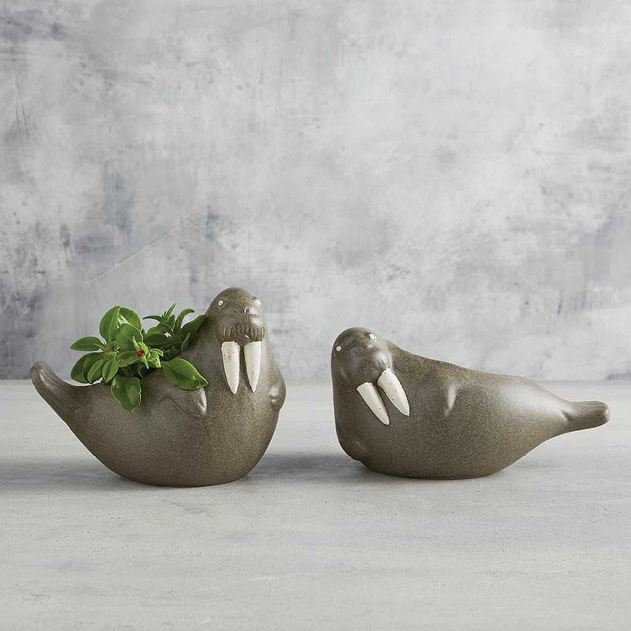Large Laying Walrus Planter | Ceramic Aquatic Animal Design Pot | 8" x 6" by The Bullish Store