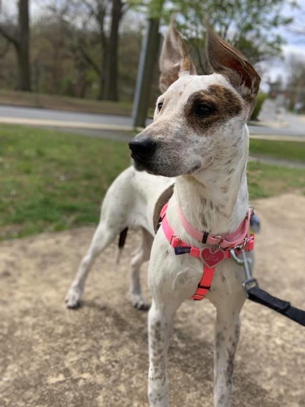 Hot Pink Freedom No-Pull Dog Harness by 2 Hounds Design