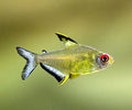 Lemon Tetra PACK OF 6 by Danaqua Live Fish & More