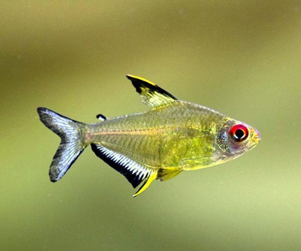 Lemon Tetra PACK OF 6 by Danaqua Live Fish & More