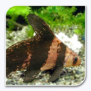 Hi-Fin Banded Loach (Myxocyprinus asiaticus) by Danaqua Live Fish & More