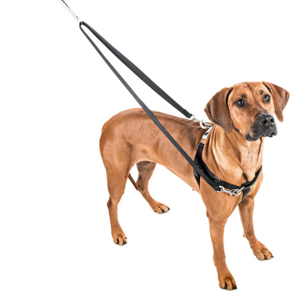 Silver Freedom No-Pull Dog Harness by 2 Hounds Design