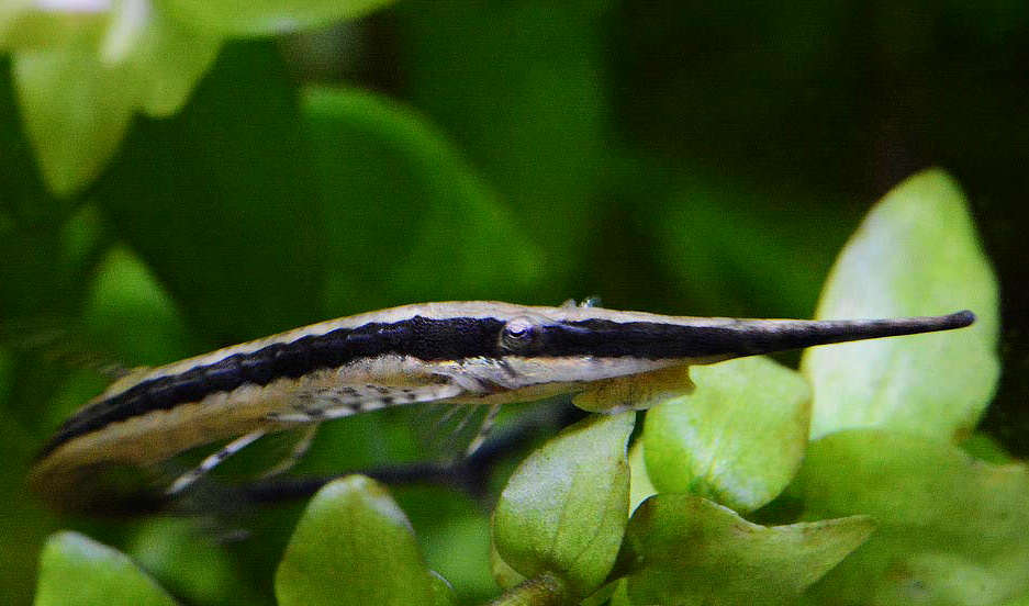 Longnose Twig Catfish (Farlowella gracilis) by Danaqua Live Fish & More